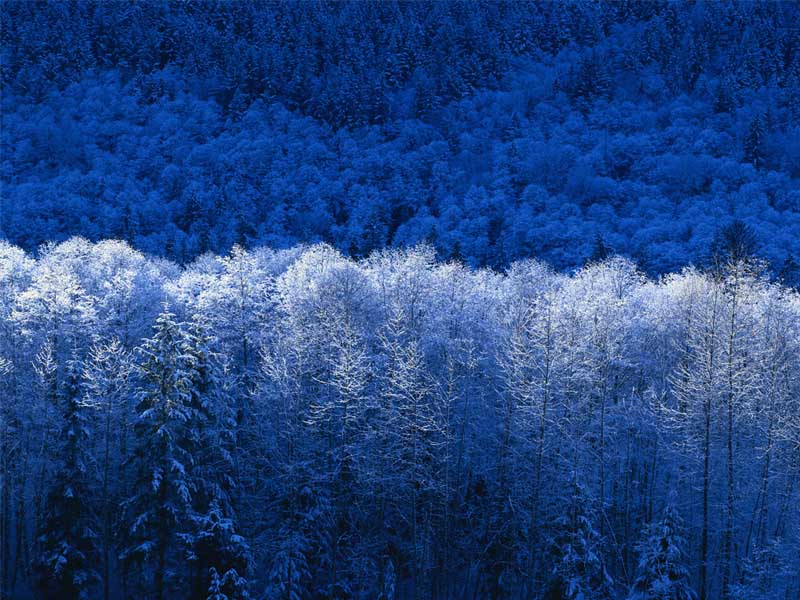 Les v zimě