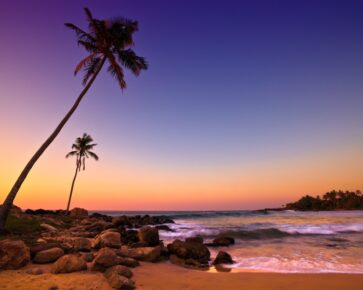 Moře - pláž - palmy - exotika - cestování - cestovní pojištění