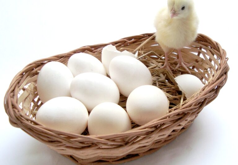 Vajíčka v košíku - vejce - kuře