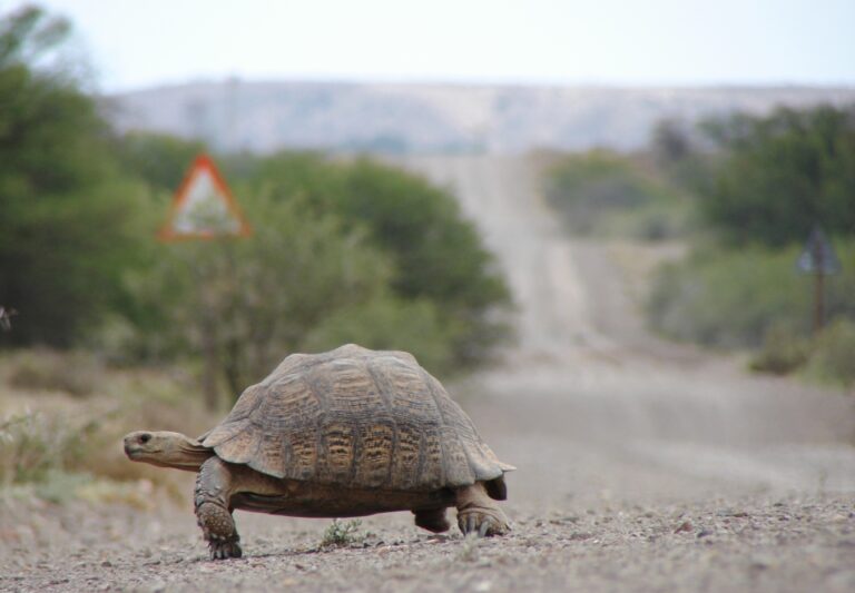 Suchozemská želva přechází silnici