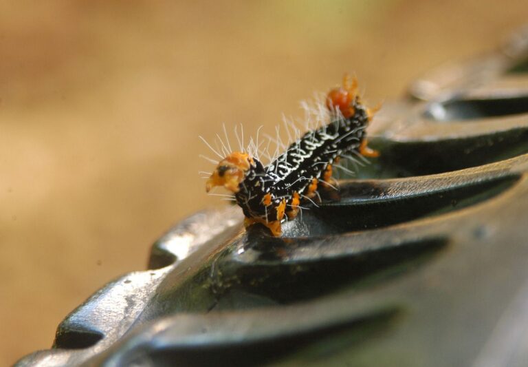 Housenka - pneumatika