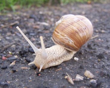 Šnek - rychlost - běh - dohánění - plazení