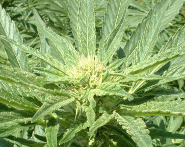 Marihuana - konopí - ganja - legalizace marihuany