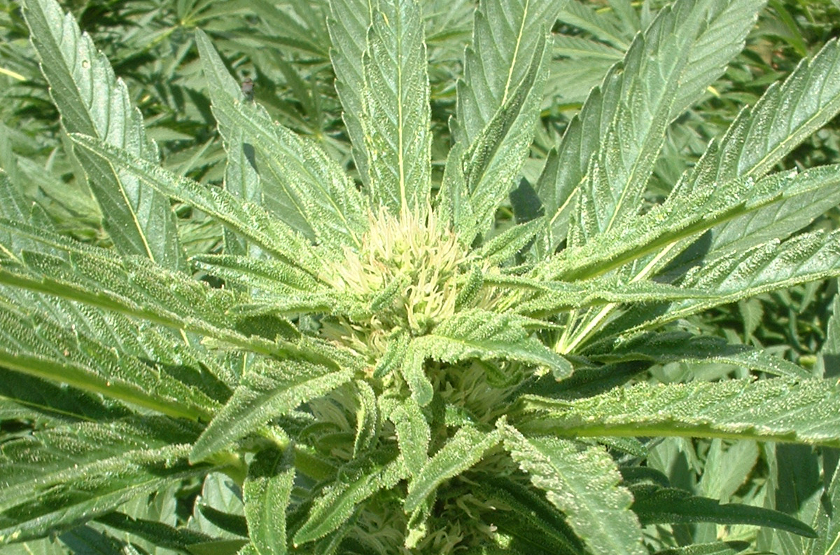 Marihuana - konopí - ganja - legalizace marihuany