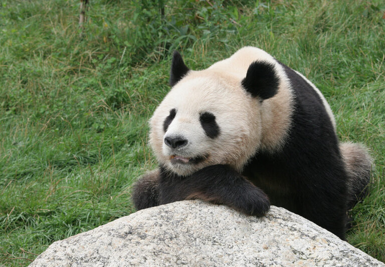 Čínská panda