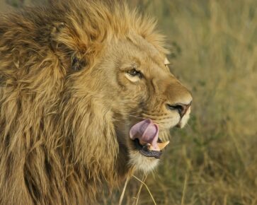 lev - olizující se šelma