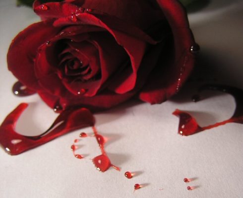 Krvavá růže