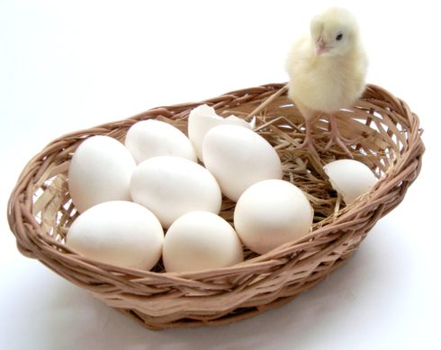 Vajíčka v košíku - vejce - kuře